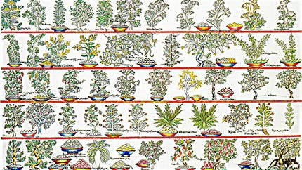 藏藥資源分布、發(fā)展史